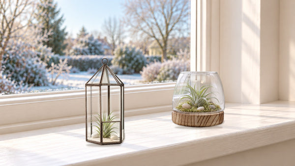 Air Plant Care in Winter: How to Keep Them Happy in a UK Home