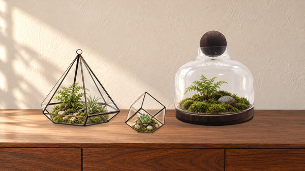 Best Plants for a Glass Terrarium: 12 Easy Choices for UK Homes