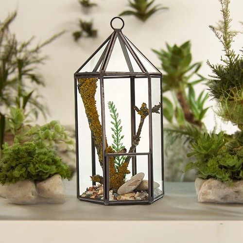 Open vs Closed Terrariums: Which Is Right for Your Plants?