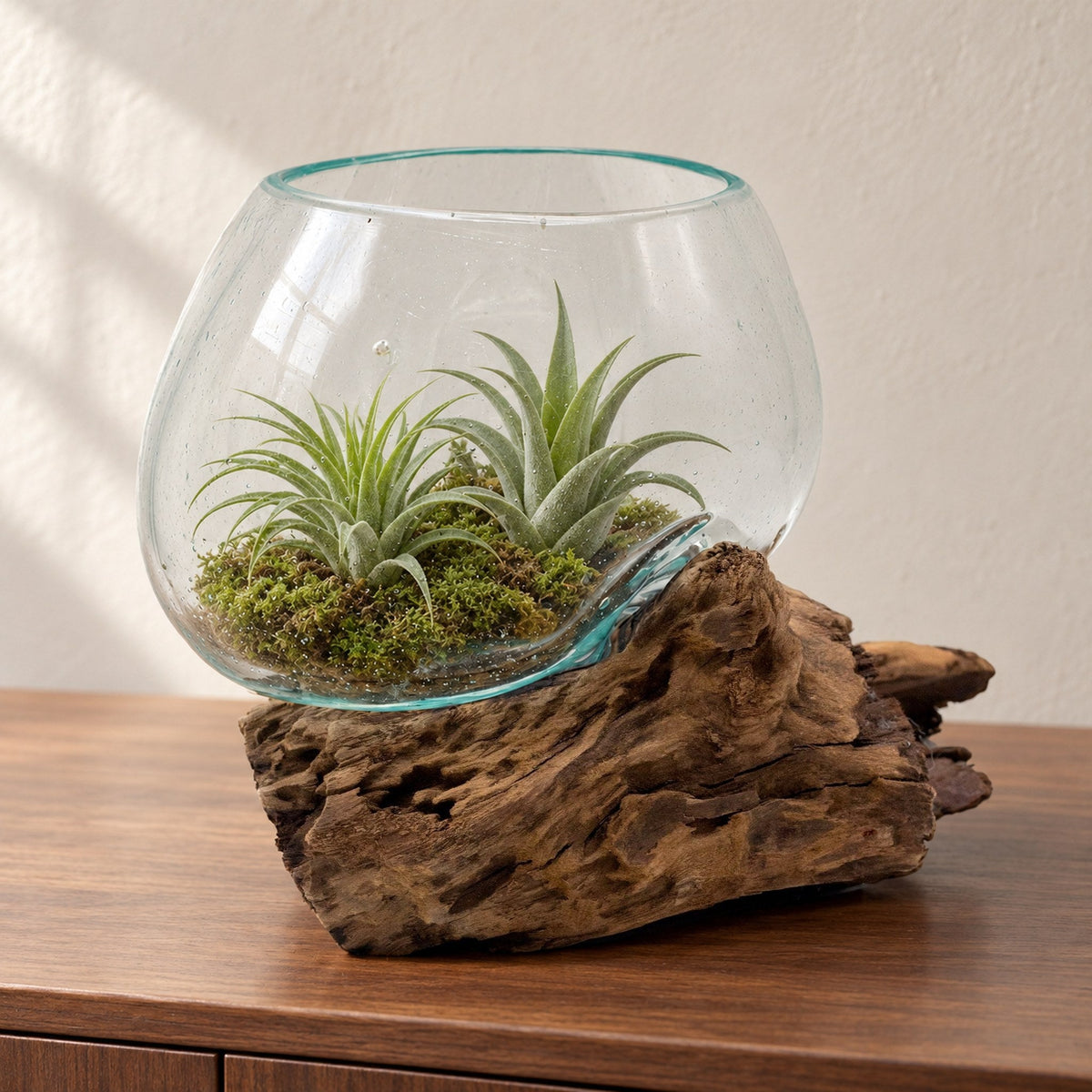 Medium molten glass bowl on gnarled wood with two air plants on moss, on a walnut sideboard