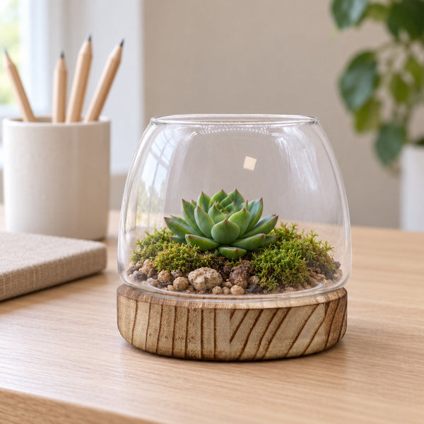 Air Plants vs Succulents: Which Should You Choose?