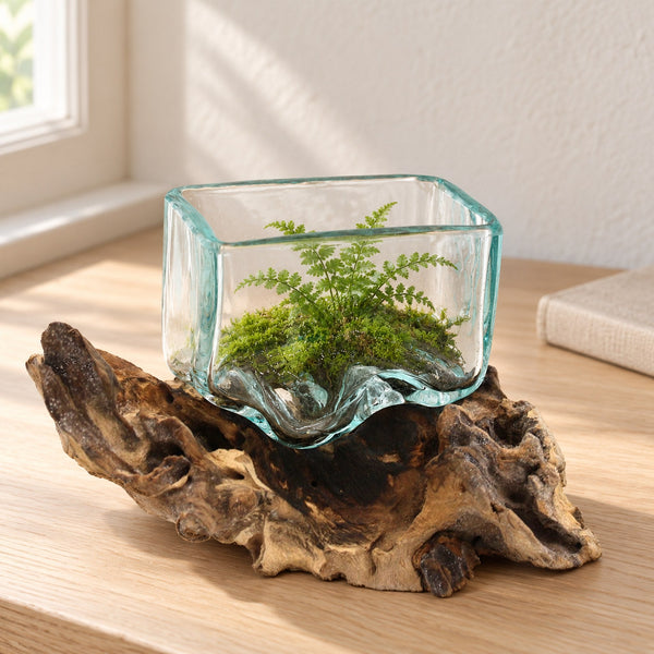 Open vs Closed Terrariums: Which Is Right for Your Plants?