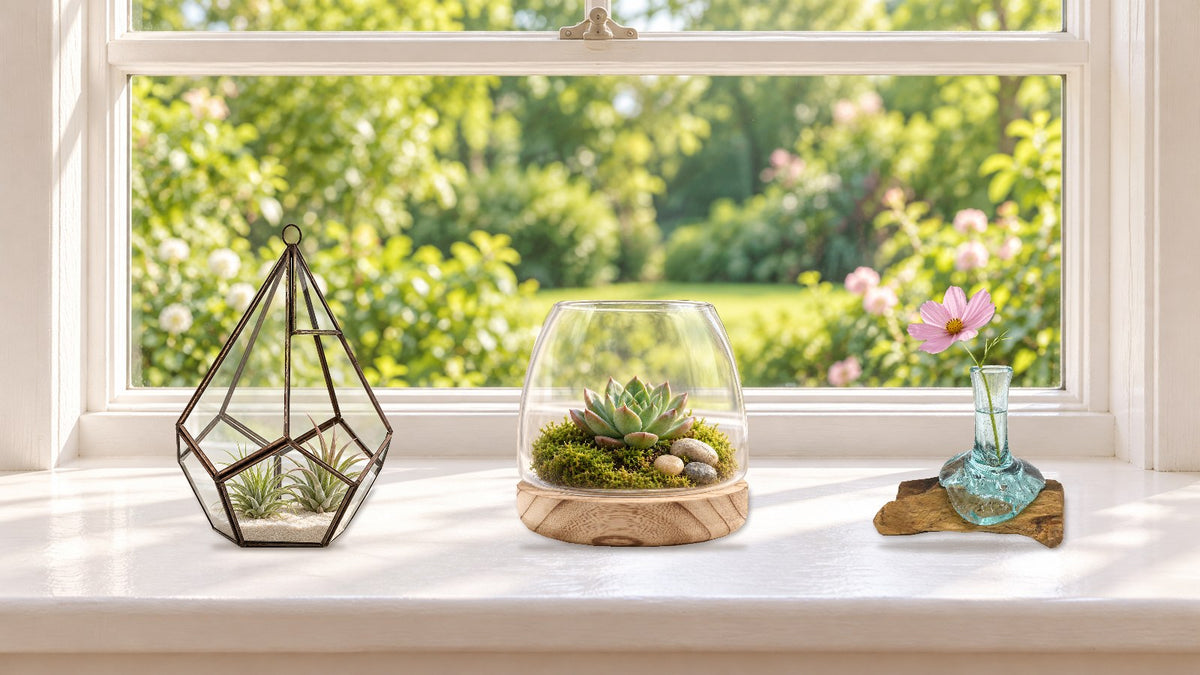 Windowsill with a large pentagon terrarium holding air plants, a medium terrarium on tung wood with a succulent and a small glass vase with a pink cosmos, garden beyond
