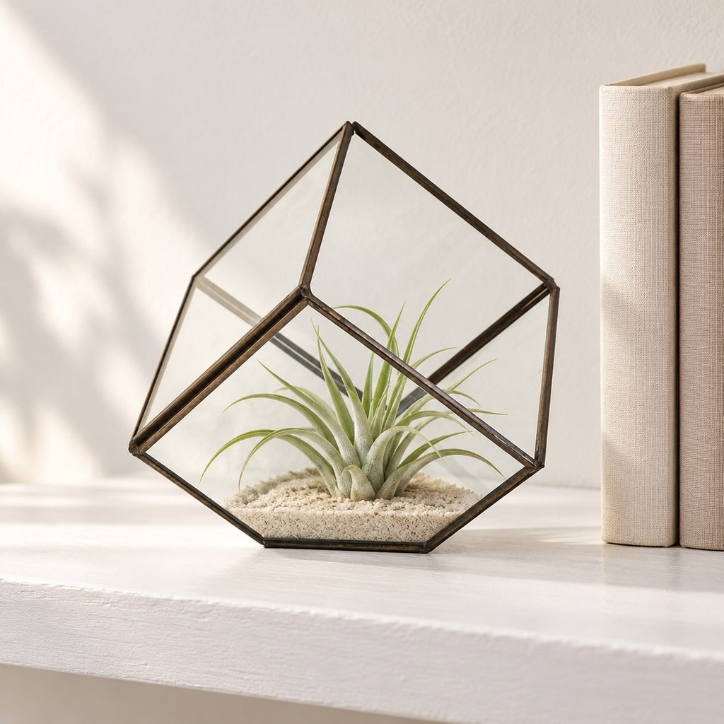 Cube on corner glass terrarium with an air plant on sand, on a white shelf beside books