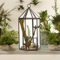 Glass Terrarium - Lantern Shape - Molten Root