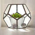 Glass Terrarium - Large Octagon - Molten Root