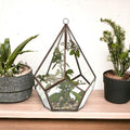 Glass Terrarium - Large Pentagon - Molten Root