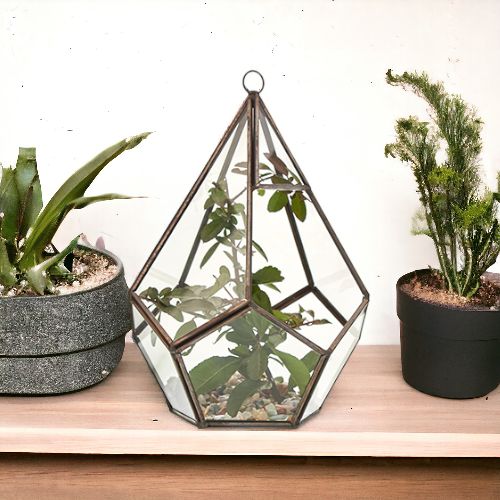 Glass Terrarium - Large Pentagon - Molten Root