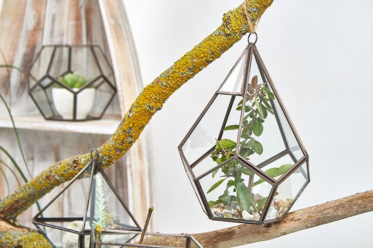 Glass Terrarium - Large Pentagon - Molten Root