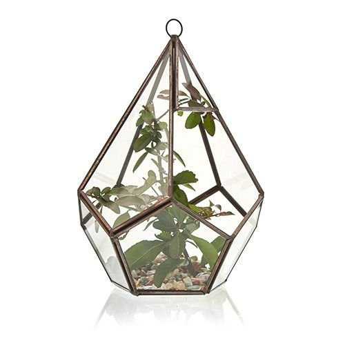 Glass Terrarium - Large Pentagon - Molten Root