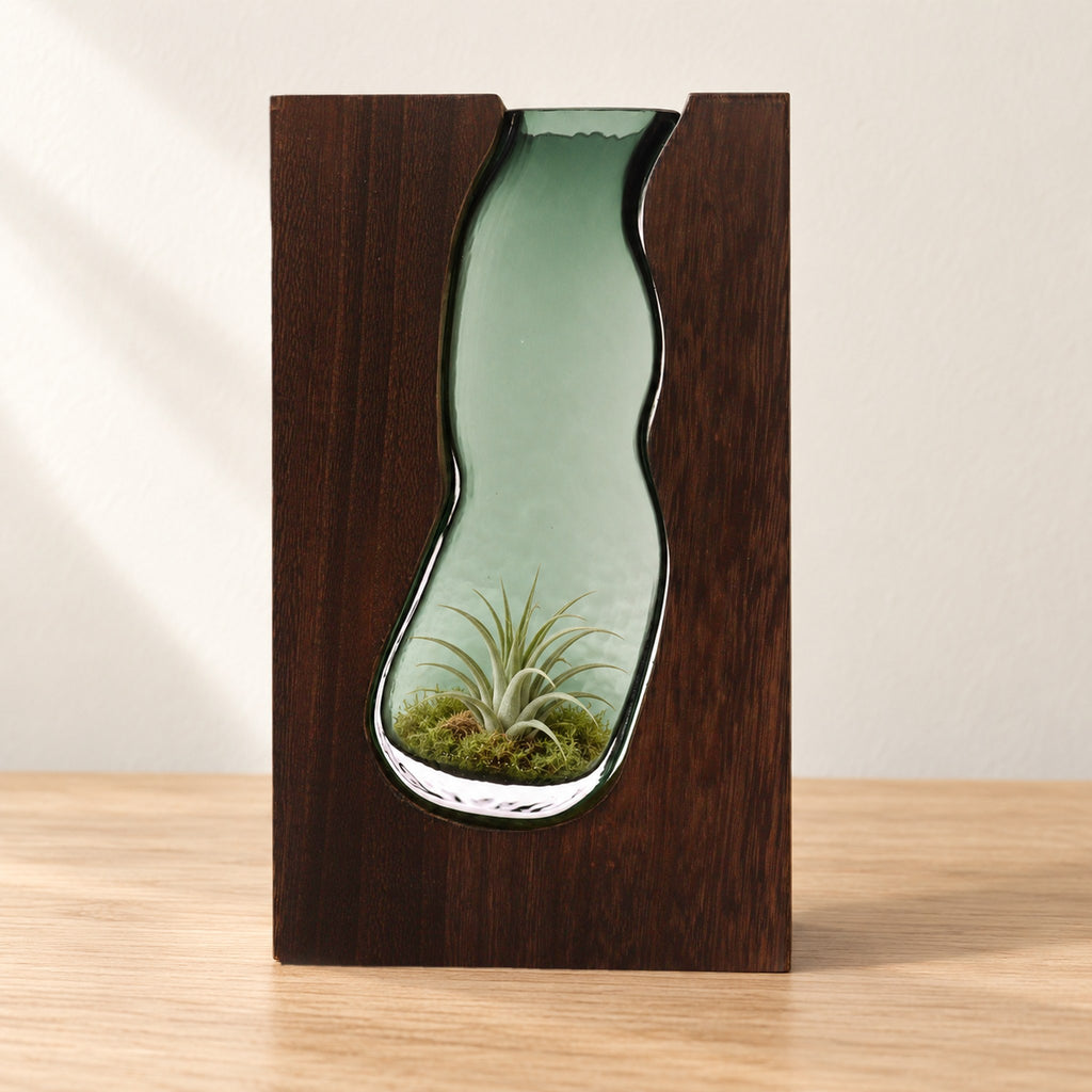 Green-tinted glass vase terrarium set into a dark tung wood block, with an air plant on moss, on an oak desk