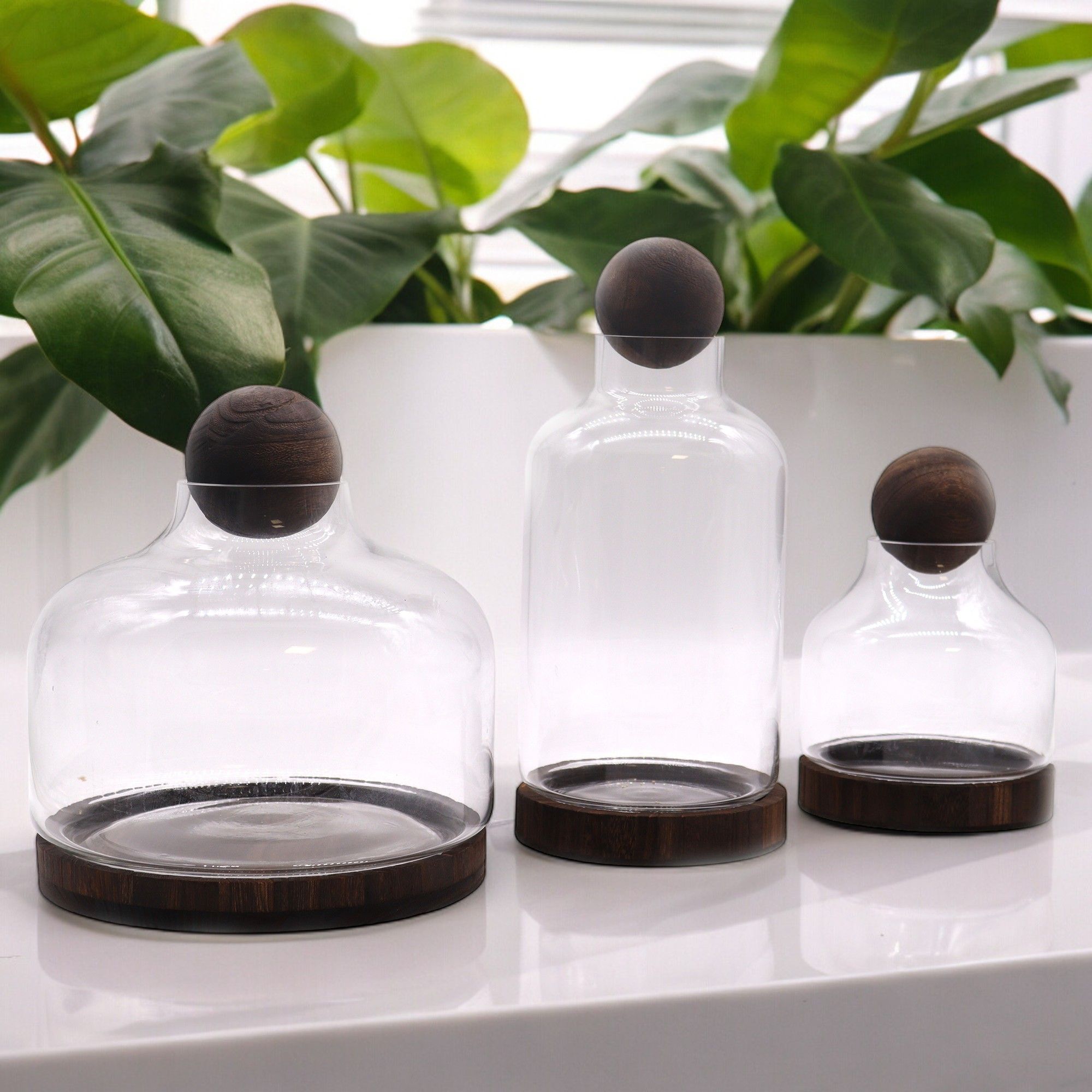 Medium Ball Top Terrarium on Dark Tung Wood - Molten Root