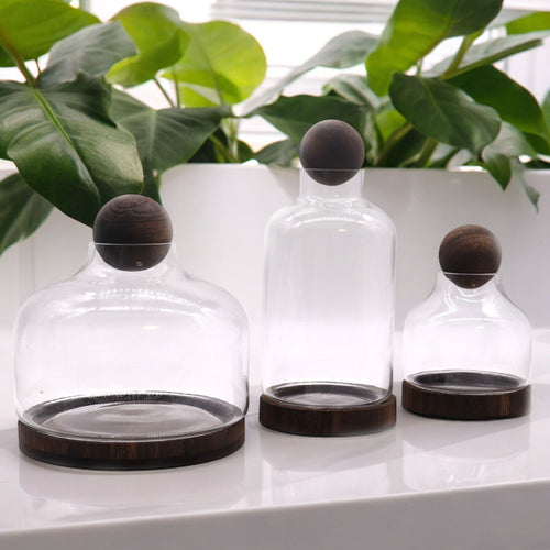 Medium Ball Top Terrarium on Dark Tung Wood - Molten Root
