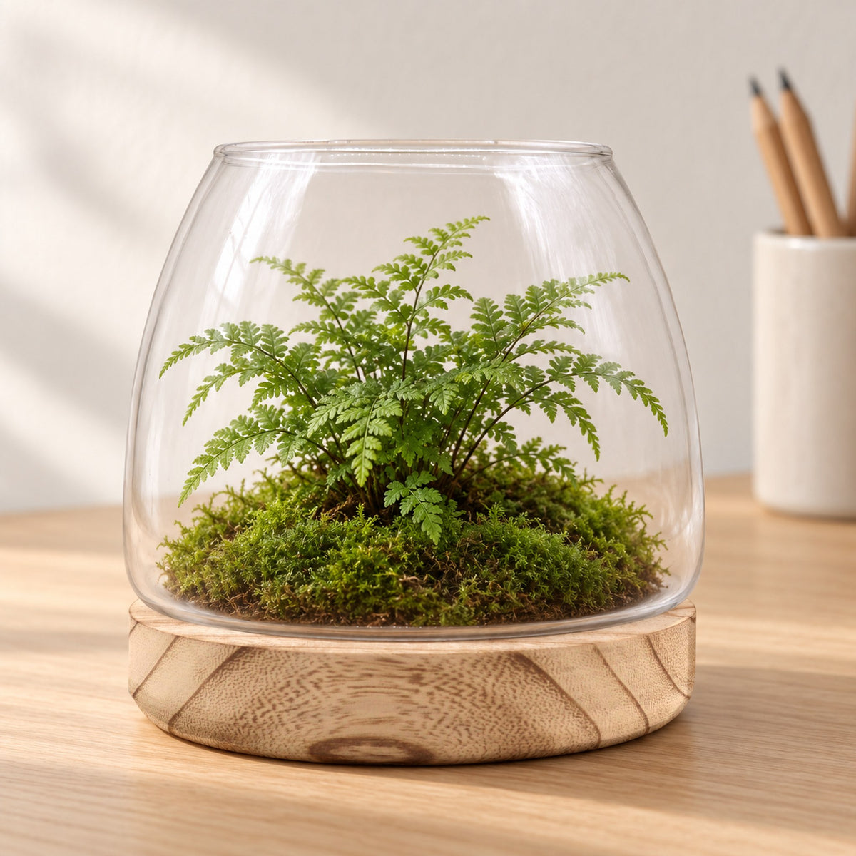 Medium glass terrarium on natural tung wood with a fern on moss, on an oak desk