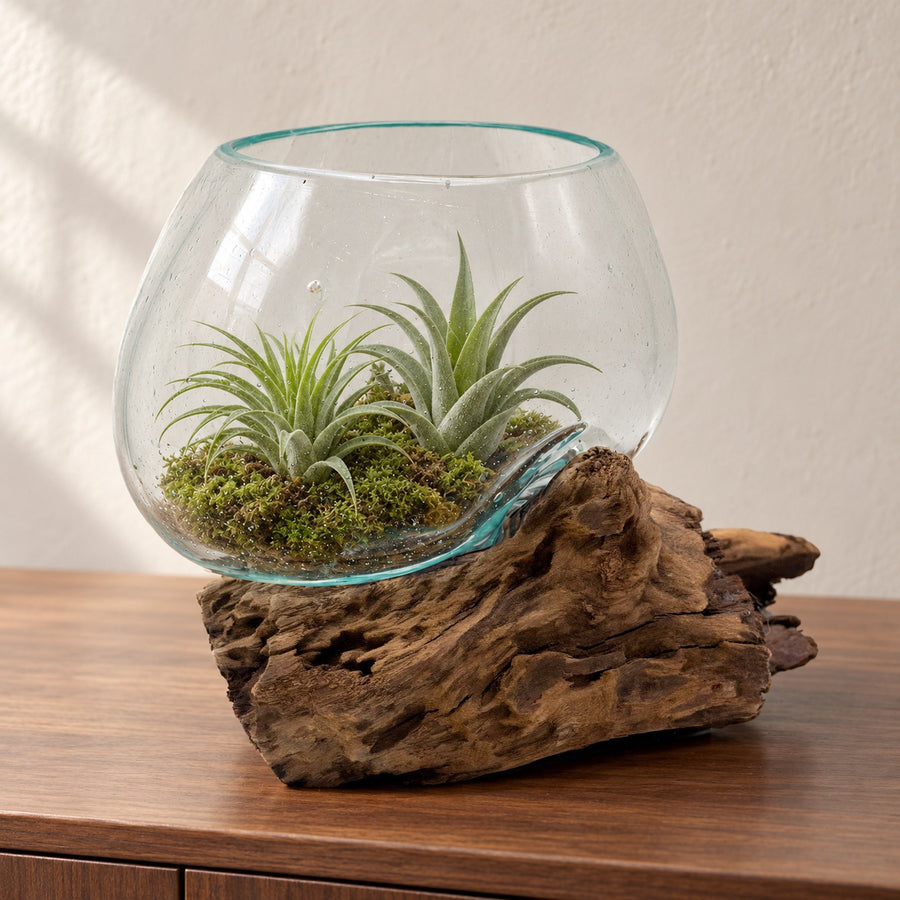 Medium molten glass bowl on gnarled wood with two air plants on moss, on a walnut sideboard