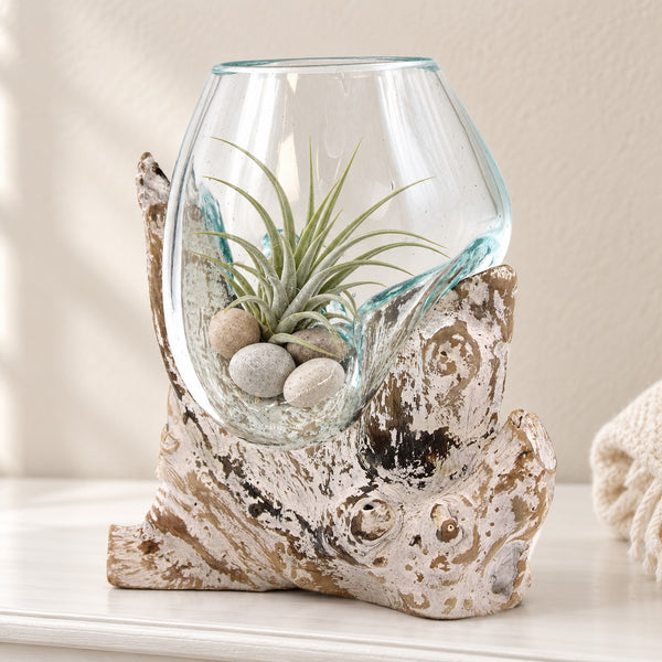 Molten glass bowl on whitewashed wood holding an air plant, on a dresser