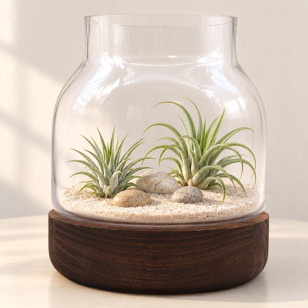 Medium shaped glass terrarium on dark tung wood with two air plants on sand and pebbles, on a bedside table