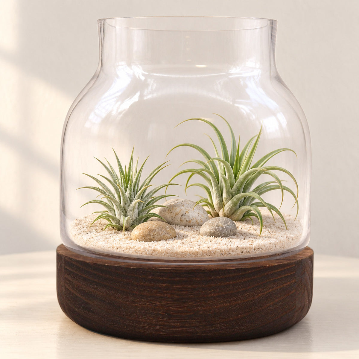 Medium shaped glass terrarium on dark tung wood with two air plants on sand and pebbles, on a bedside table