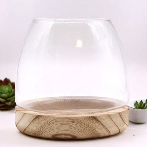 Medium Terrarium on Natural Tung Wood - Molten Root