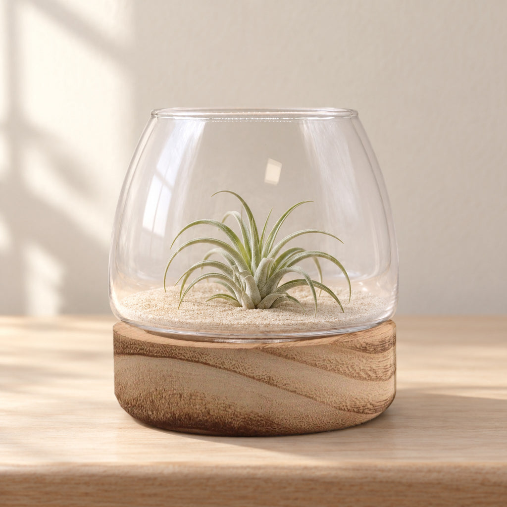 Mini glass terrarium on natural tung wood with an air plant on pale sand, on a bedside table