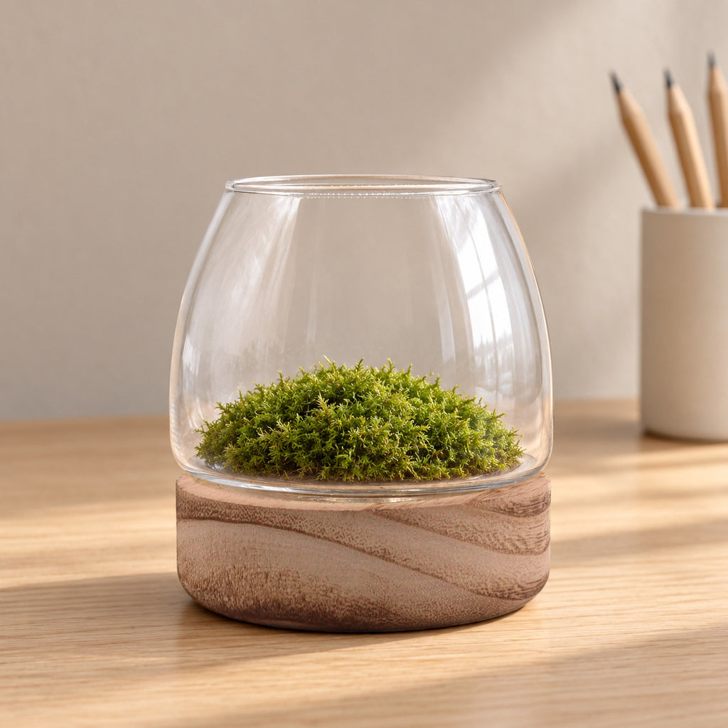 Mini glass terrarium on natural tung wood with a cushion of moss, on an oak desk