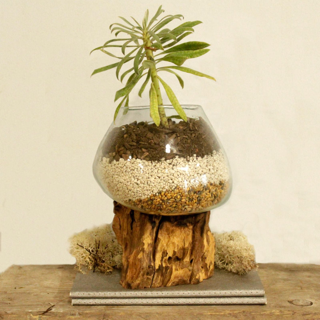 Molten Glass on Wood Bowl, Large (Hand-Blown Recycled Glass) - Molten Root