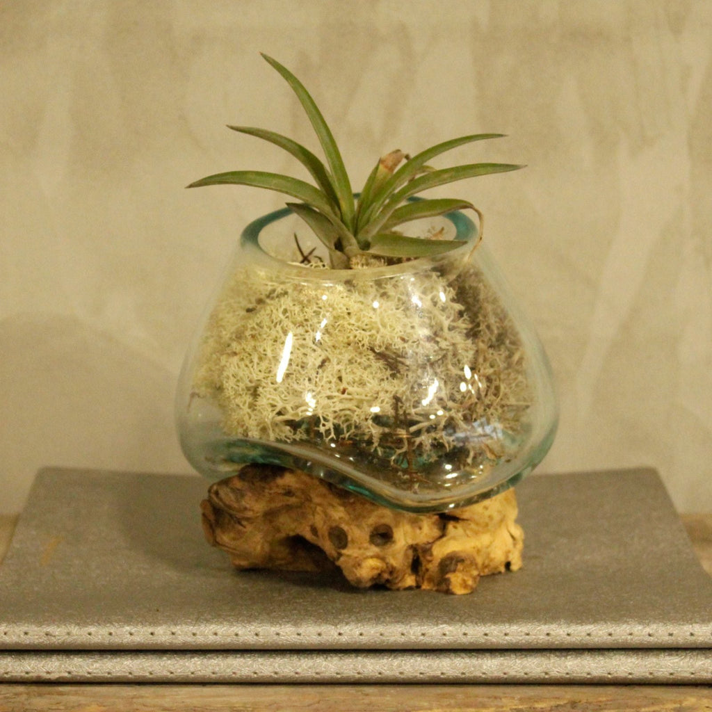 Molten Glass on Wood Bowl, Small (Hand-Blown Recycled Glass) - Molten Root