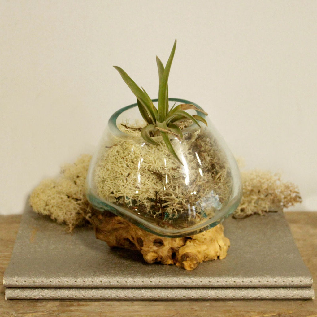 Molten Glass on Wood Bowl, Small (Hand-Blown Recycled Glass) - Molten Root