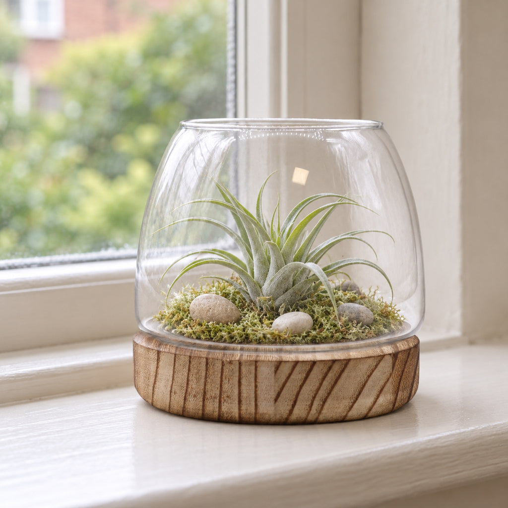Small glass terrarium on natural tung wood, planted with an air plant and moss, on a windowsill