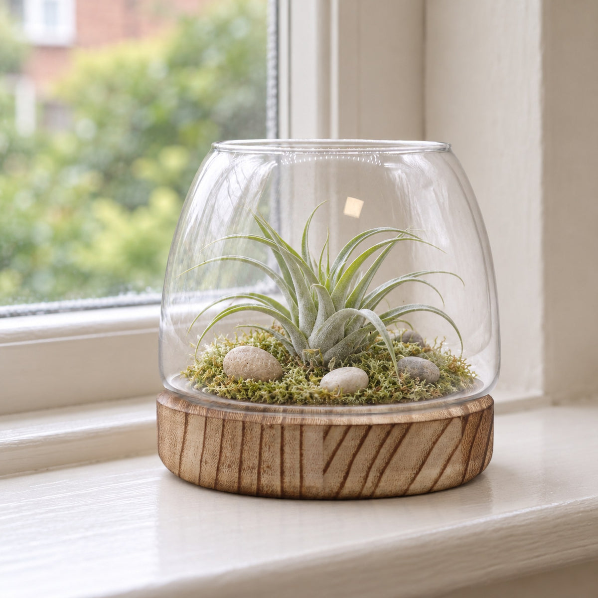 Small glass terrarium on natural tung wood, planted with an air plant and moss, on a windowsill