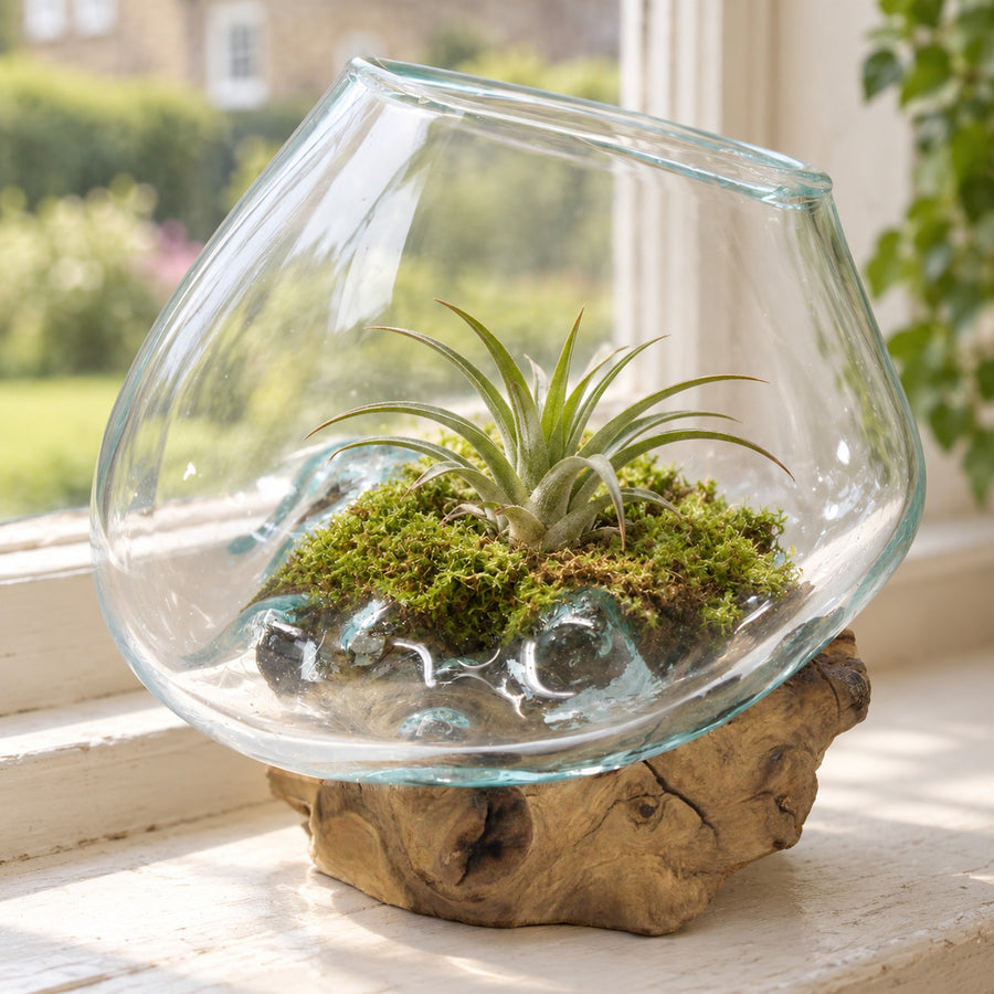 Small molten glass bowl on wood with an air plant on moss inside, on a windowsill above a garden