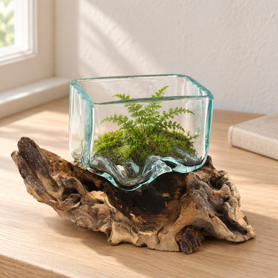 Small molten glass tank on gnarled wood planted with moss and a small fern, on an oak desk