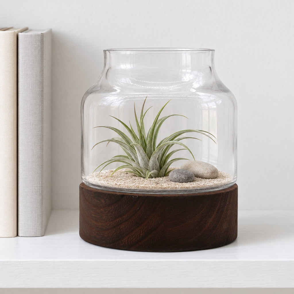 Small shaped glass terrarium on dark tung wood with an air plant on sand and pebbles, on a white shelf
