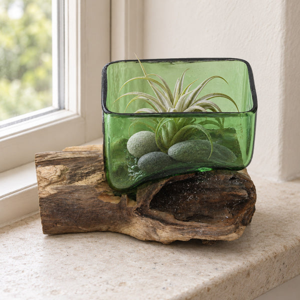 Square beer bottle glass bowl on wood holding an air plant on pebbles, on a windowsill