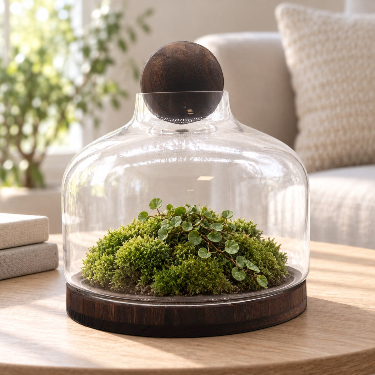 Extra large ball top terrarium on dark tung wood with cushion moss and a tiny trailing plant, on an oak coffee table beside books